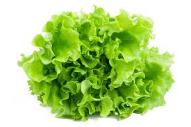 lettuce-summer