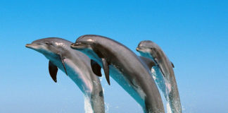 Catch-Sight-Of-The-Beauty-Of-Dolphins-in-Goa