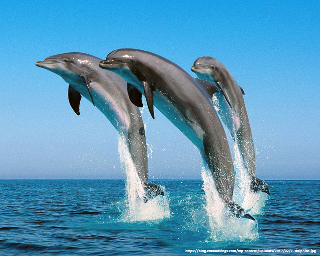 Catch-Sight-Of-The-Beauty-Of-Dolphins-in-Goa