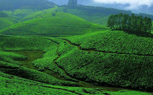 Indian-Cities-to-Cool-Off-This-Summer-munnar