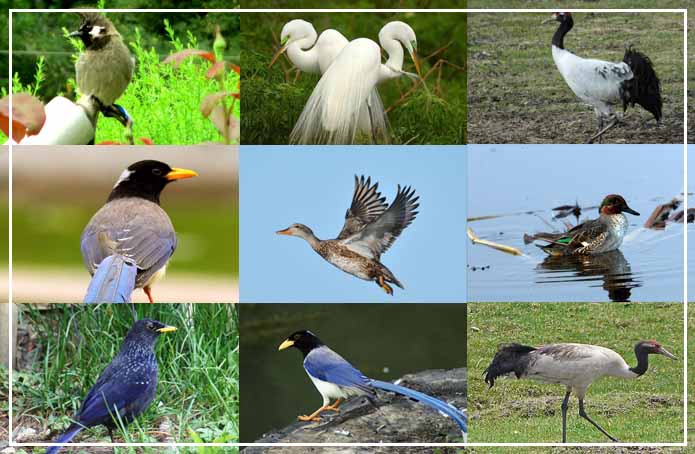 Home to 225 Species of Birds