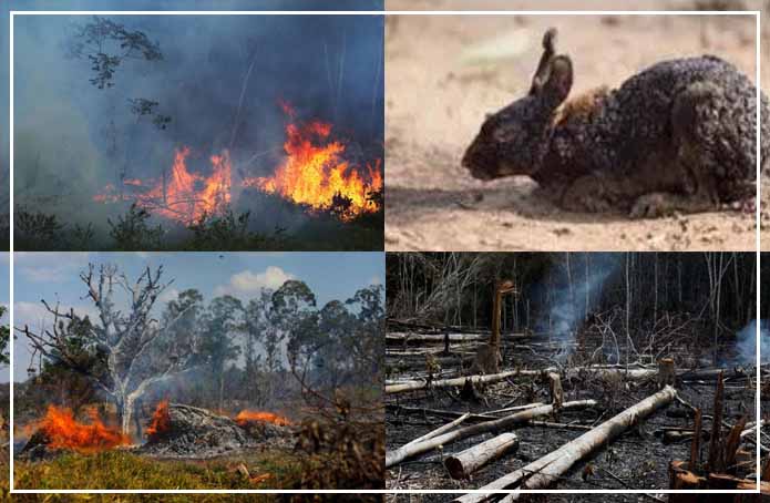 Major Reasons Behind The Fire In Amazon Rainforest: Here Is The List Of  Species Living In The Forest /