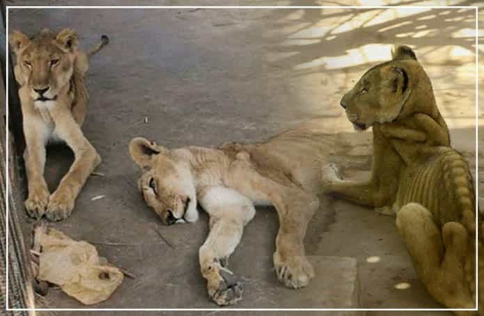 malnourished african lions
