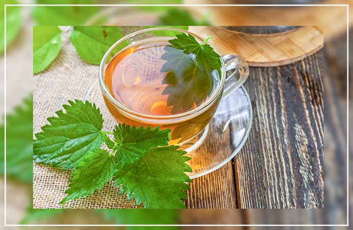 Text Box: Popularly known as stinging nettle tea, the drink is derived from the dried leaves of urtica dioica plant aka nettle. It tastes light, earthy, refreshing, mild and grassy. Nettle tea is full of phenolic compounds that have anti-inflammatory properties. It has the potential to treat the symptoms of benign prostatic hyperplasia (an enlarged prostate) in men. 

