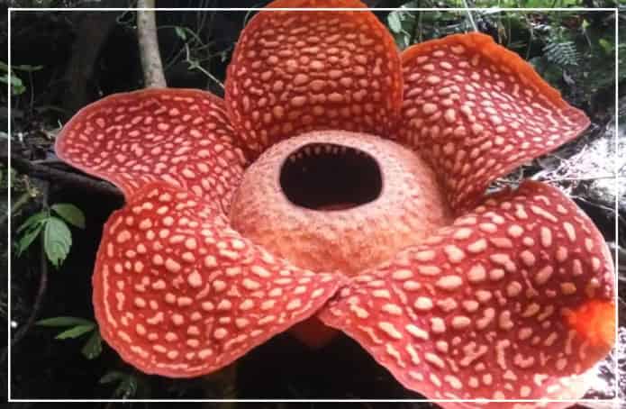 largest flower in world