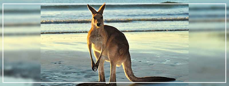 kangaroo island travel destinations
