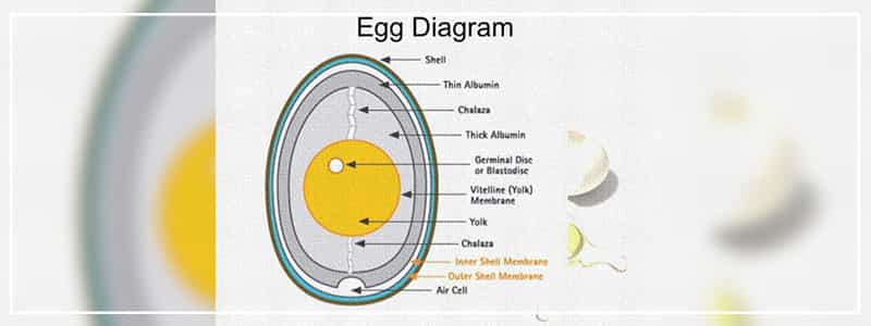 Composition of Egg