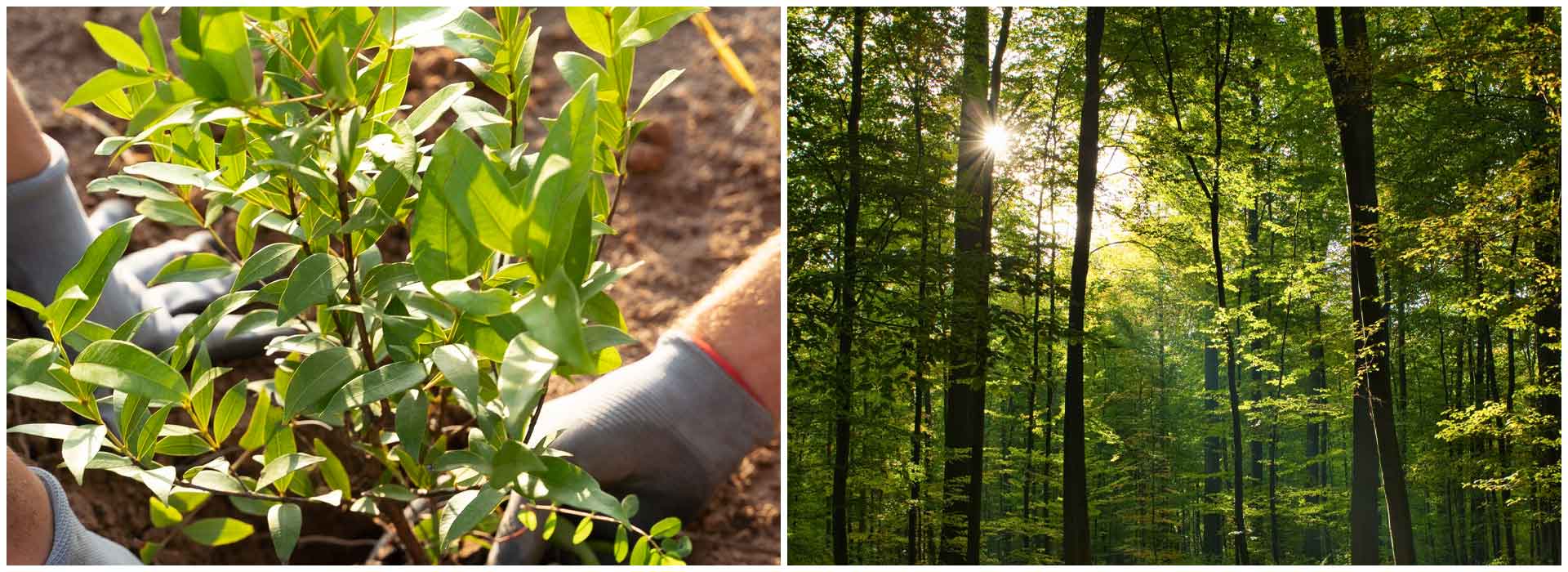 CPSUs choose 16,550.2 hectares for plantations in Green Credit Programme